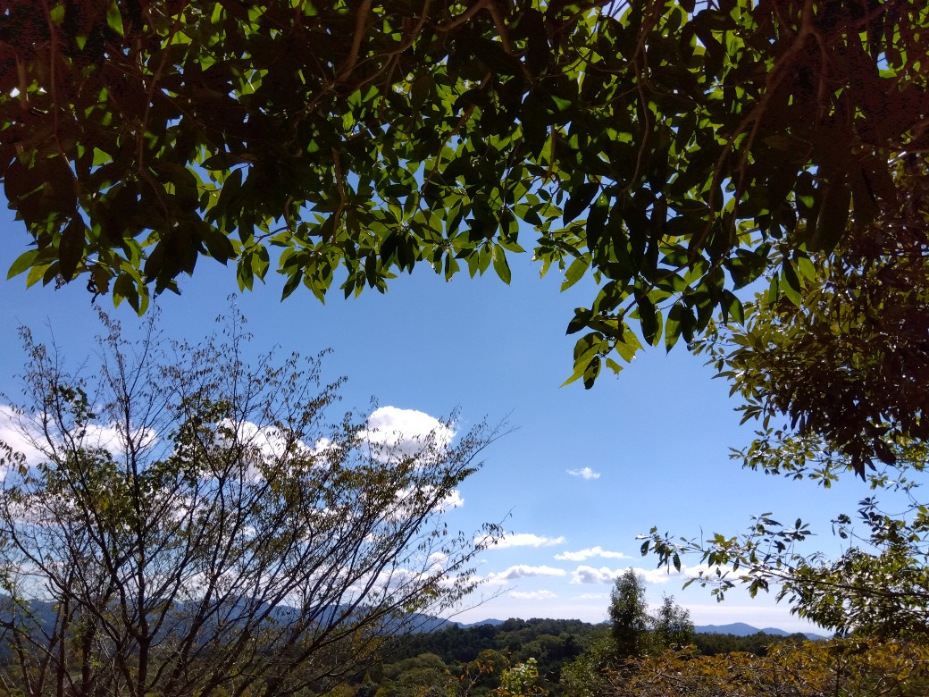 木陰からの青空